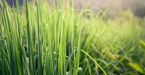 8 benefícios da erva-cidreira para a saúde