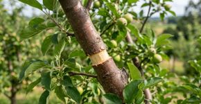 O método japonês que fará com que seu pomar fique repleto de frutos em pouco tempo