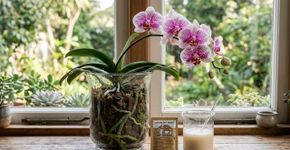 Florescimento mais bonito: Com um ingrediente da cozinha, as orquídeas florescem melhor