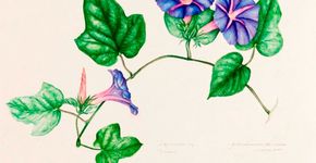 Aquarelas “Ave, Flor” de Anelise Scherer no MCB