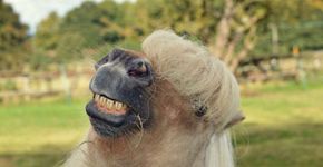 Concurso elege fotos de animais mais divertidas
