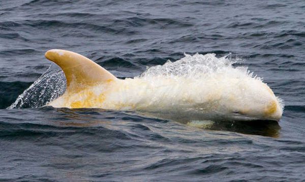 Segundo pesquisadores, se trata de um filhote de golfinho que foi avistado em setembro de 2015 quando ainda era um recém-nascido 