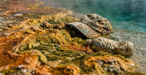 369 chapéus, 23.600 resíduos e 10.700 pedras e gravetos: a quantidade surpreendente de objetos retirados das fontes termais de Yellowstone em 2026