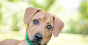 Cães entendem o que você fala, mostram cientistas