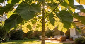 Esta árvore de crescimento rápido, com suas belas flores, é perfeita para adicionar sombra e elegância ao seu jardim