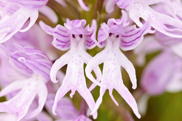 Orquídeas exóticas parecem dois homens pelados