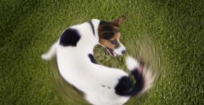 Cachorro andando em círculos pode indicar problema? Entenda as causas e quando se preocupar