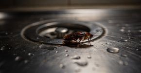 Como acabar com as baratas na cozinha em 3 passos simples pra elas não voltarem nunca mais