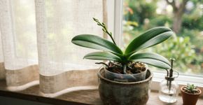 O truque de setembro para fazer a orquídea voltar a florescer: mover a Phalaenopsis para um local mais fresco pode estimular uma nova haste floral