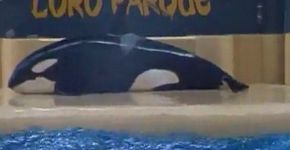 Baleia sai da água em parque aquático em possível tentativa de suicídio