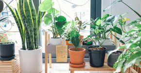 Foto: (Huy Phan/Pexels)