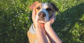 Cachorro bravo: 6 dicas para melhorar o comportamento do animal 