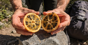 Fruta dourada com sementes que parecem cristais e com sabor de xarope de flores