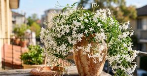 A flor mais perfumada para cultivar em vaso na sua varanda: como cuidar e fazer florescer