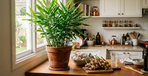 Conselhos para famílias que cultivam gengibre