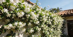 A planta que enche seu quintal com um cheiro doce, com flores no formato de estrela, e de brinde, deixa a sua cerca exuberante