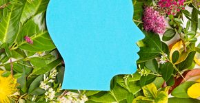 5 plantas que vão fortalecer a sua memória e saúde cerebral