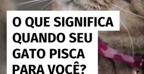 Qual o significado de quando seu gato pisca para você?
