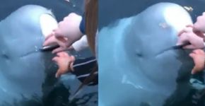 Baleia devolve celular de turista que caiu no mar na Noruega
