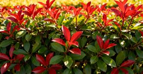 Planta que forma cerca viva em menos de dois anos surpreende com folhas vermelhas após cada poda