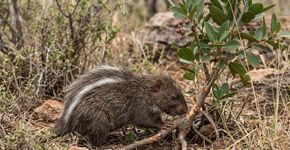 Este roedor mastiga uma planta venenosa e passa a substância no próprio pelo para transformar o corpo em uma armadilha contra predadores