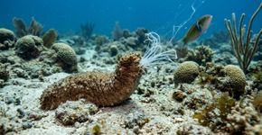 Este animal marinho pode expulsar partes dos próprios órgãos para distrair um predador e depois produzir tudo novamente