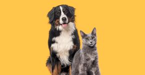 7 dicas para evitar o mau hálito em cães e gatos