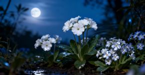 Plantar dama da noite perto da janela perfuma o quarto inteiro às 22h sem precisar de aromatizador