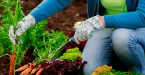 Cidade gaúcha mantém horta orgânica para <br>utilização em merendas de escolas públicas