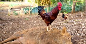 Mulher abandona carreira empresarial para construir um santuário de animais