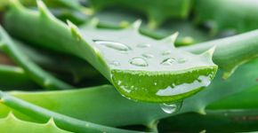Foto: (ValentynVolkov/istock)