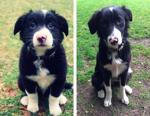 5 meses de diferença (Imagem: SupaHotSwanson)