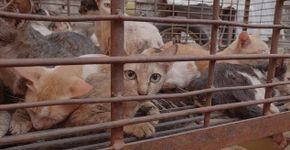 Foto: (Humane Society International)
