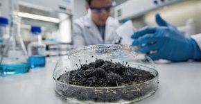 Cientistas russos estudaram como o mofo preto neutraliza o fosfato de tributilo
