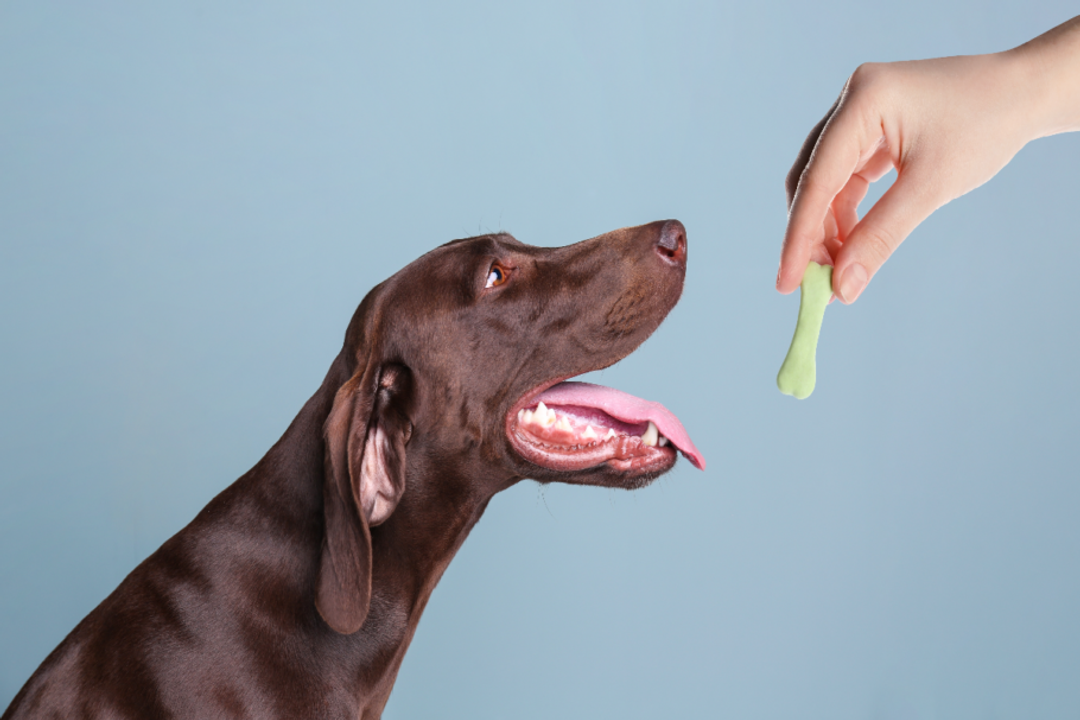 A proteína hidrolisada pode ser uma alternativa para cães com sensibilidades (Imagem: New Africa | Shutterstock)
