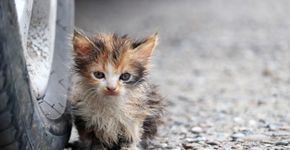 Foto: (Oleg Elkov / iStock)