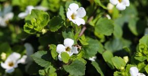 Bacopa monnieri: planta medicinal ajuda a reduzir o cansaço e o estresse