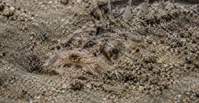 O peixe parece imóvel sob a areia, mas possui espinhos com veneno: as espécies que exigem atenção no litoral brasileiro