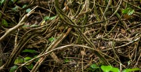Foto: (claudiio Doenitz/istock)