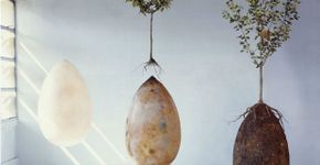 Cápsula orgânica e biodegradável transforma mortos em árvores
