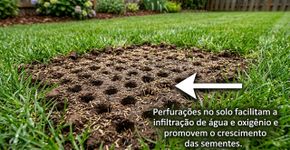 O mês em que o gramado aceita uma grande reforma: no começo do outono, aeração, ressemeadura e adubação encontram condições favoráveis para deixar a cobertura mais densa