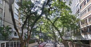 Em SP, moradores lutam contra retirada de jacarandás e salvam dez árvores em Higienópolis