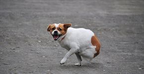 Cachorra que foi abandonada e perdeu duas pernas é adotada e torna-se embaixadora de animais
