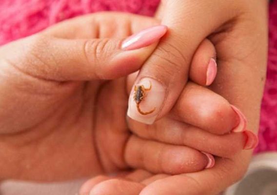 Mesmo depois de mortos eles ainda podem liberar veneno 