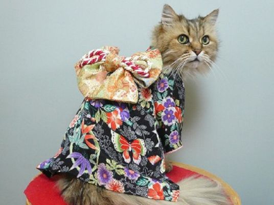 Gatos vestem quimono no Japão/ Imagem: Reprodução/ RocketNews24