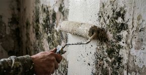 Pintar a parede por cima do mofo parece resolver as manchas rapidamente, mas a umidade pode manter o problema e fazer a tinta descascar: a Agência de Proteção Ambiental dos EUA recomenda eliminar a umidade e remover o mofo antes de pintar