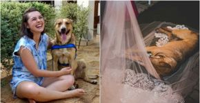 Casal adota cão que invadiu casamento e deitou no véu da noiva