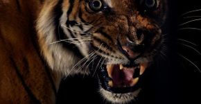 Big Cats: fotógrafo faz ensaio fotográfico com diversas espécies de felinos