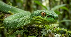 Em busca de uma das cobras mais bonitas do mundo: a víbora-jade que virou símbolo de uma floresta ameaçada em Honduras