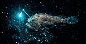 A ilusão da pureza dos oceanos caiu por terra: cientistas revelam como peixes de águas cristalinas escondem microplásticos invisíveis